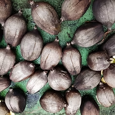 Babassu Oil