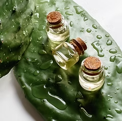 Prickly Pear
