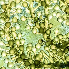 Algae Extract