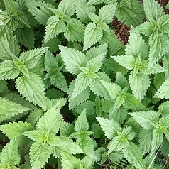 Nettle Extract