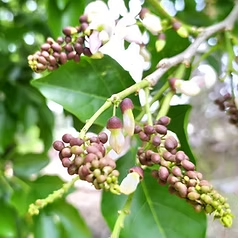 Karanja Oil
