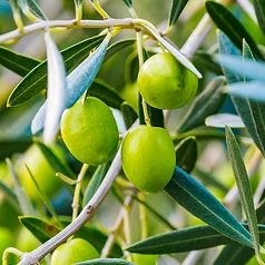 Jojoba Oil