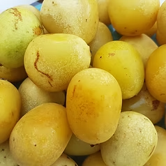 Marula Oil