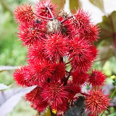Castor Oil